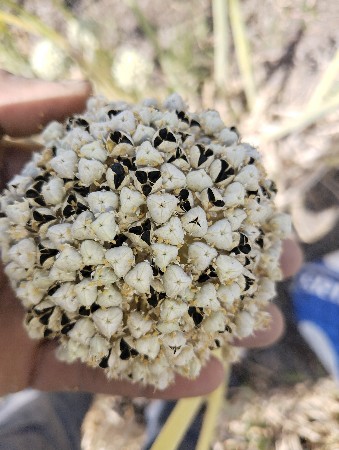 સફેદ બુધેલ ડુંગળી નુ બિયારણ