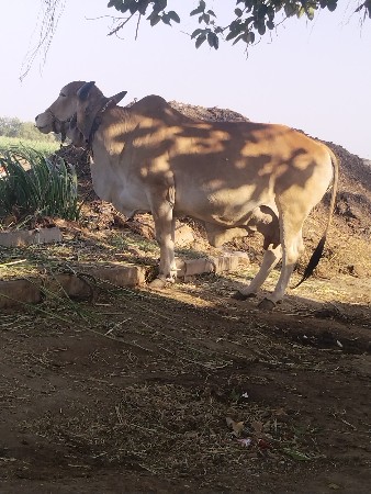 બે બે લીટર દૂધ