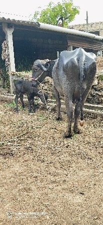 ભેંસ વેચવાની છે