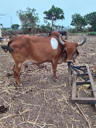 ગાય વેચવાની છે
