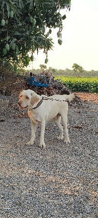 લેબ્રાડોર મેલ વેચવાનો છે