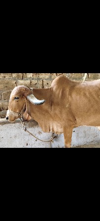 ગાય વેચવાની છે