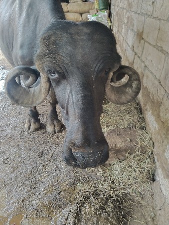 ભેંશ વેચવાની છે.