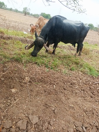 8 મહીના