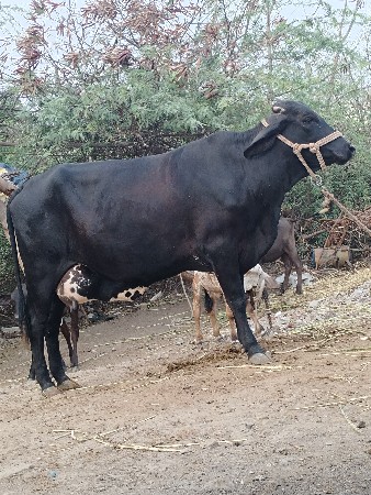 ગીર ક્રોસ પેલું વેતર