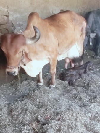 ગાય ના સાટા મા ઘોડી લેવાની છે