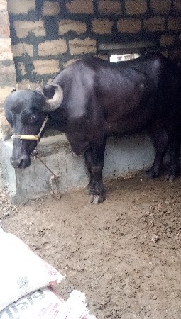 કિંમત 85000 મહિના દેને કાશી