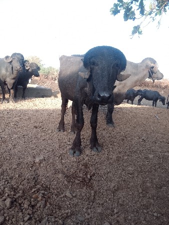 પાડા બે છે બે વર્ષ ના