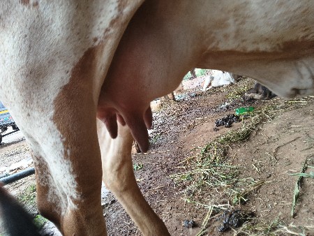 વેચવાની છે