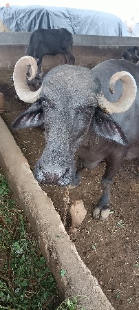વેચવાની છે