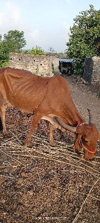 આ ગાય દેવાની ને મફત મા