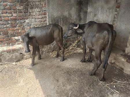 2 પાડ્યું વેસવાની સે