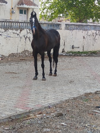 ઘોડિ છે