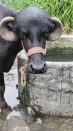 જાફરાબાદી ખડાય