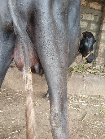 ૧ લું વેતર