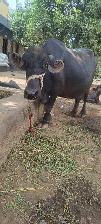 ભેંસ વેસવા ની છે
