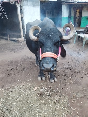ભેશ વેચવા ની છે