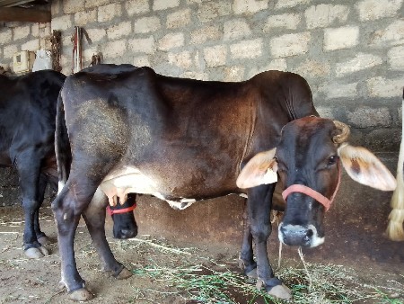 ગીર કૉસ છે