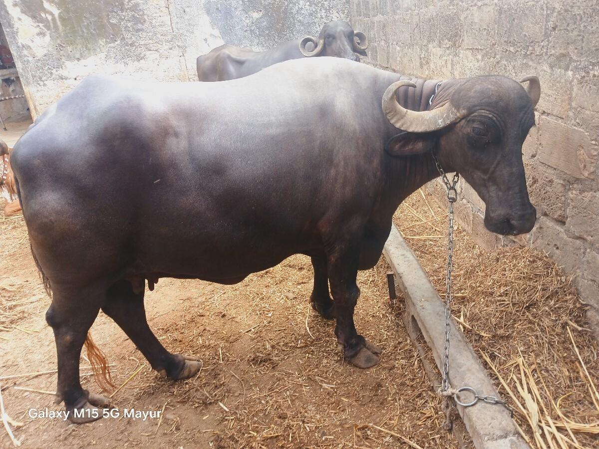 2 વેતર ની ભેસ વેચવા ની છે