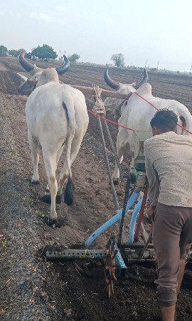 ગોઢલા વેચવાના છે