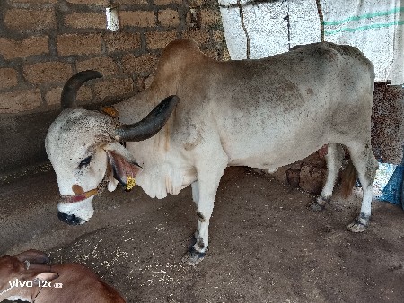 ગાય વેચવા ની છે
