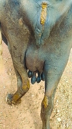 ભેંશ વેચવાની છે