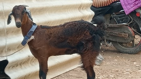 ,,, હસનભાઈ