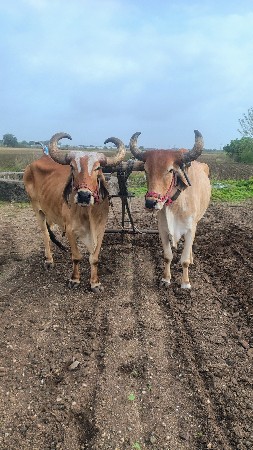બળદ વેચવાના‌છે