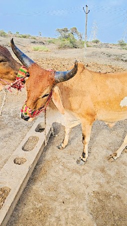 ગોધલા વેચવા ના છે