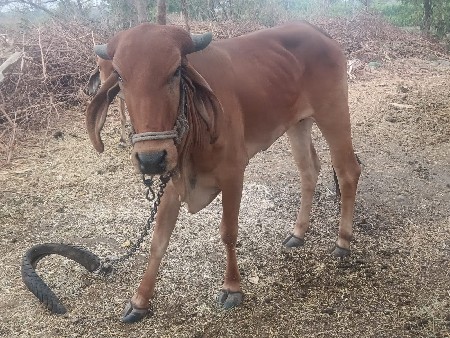 હોળકી વેચવાની છે