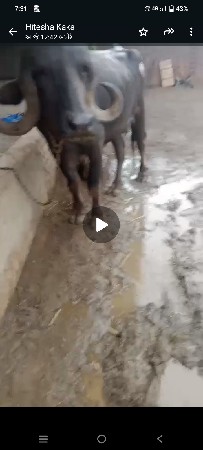 ભેસવેસવાનીસેપેલુવેતરવીયાણીસે
