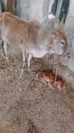 ગાય વેચવાની છે