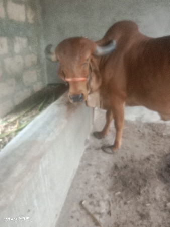 ગાય વેચવાની છે ગાય વેચવાની છે