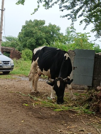 ગાય વેચવાની છે