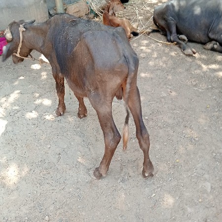 દોઢ વર્ષ નો પાડો