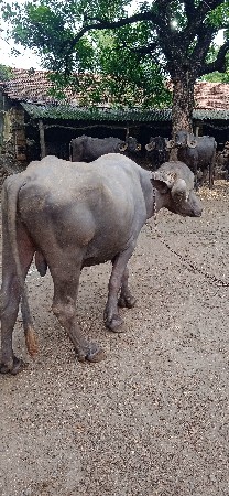 પાડો વેચવાનો છે