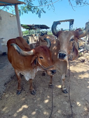 બણદ. વેચવાના છે
