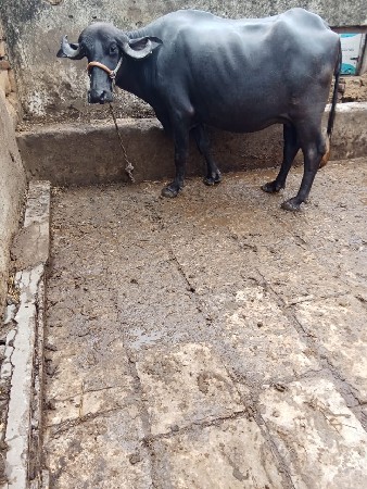 પેલું વેતર