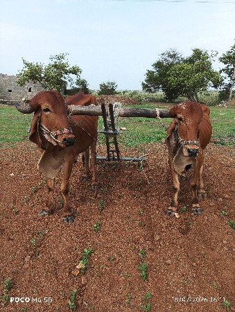 બળદ વેચ વાના છે