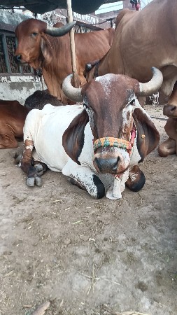 સાટા માં દુજણી ગાય લેવા ની સે