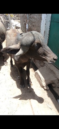 પાડી વેચવાની છે