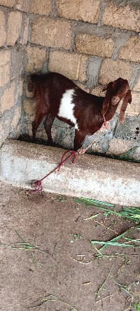 બકરીવેવાનીછે2