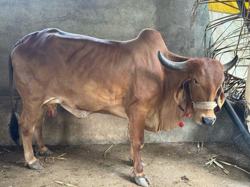 ૨ વેતર ગાય વેચવાની છે