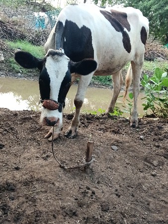 વાસડી વૅચવાની છે
