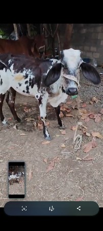 🐄🐄
