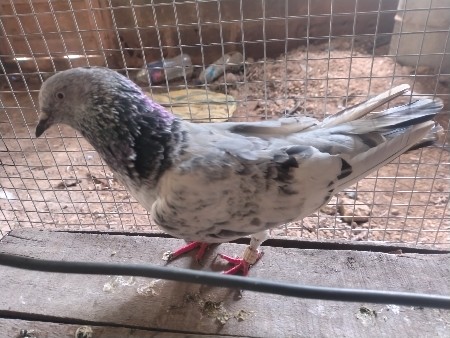 કબૂતર વેચવાના છે