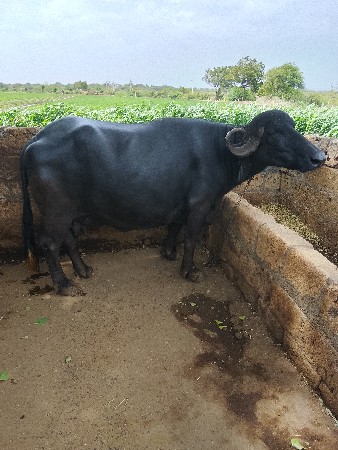ભેંસ વેચવાની છે