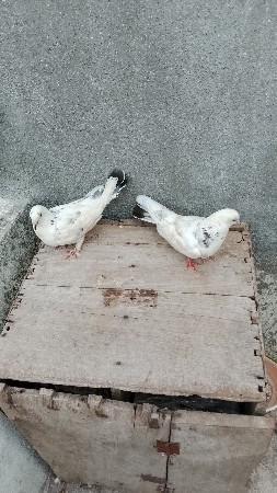 કબુતર વેચવાના છે