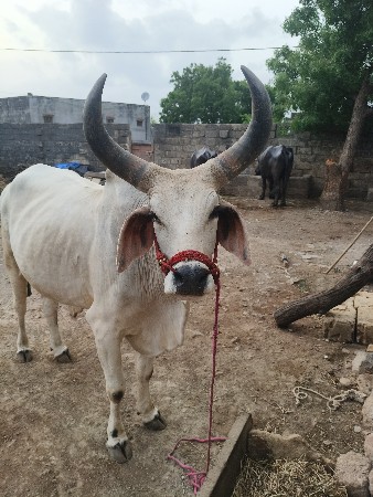 આ બળદ વેચવાનો છે