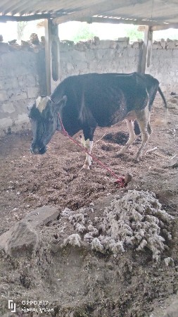 બીજું વેતર